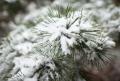 IMG_7605 snow covered pine needles